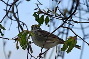 153 Sparrow, White-throated, 2023-05070127 Ipswitch river Wildlife Sanctuary,  MA